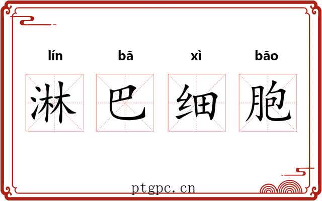 淋巴细胞 淋巴细胞