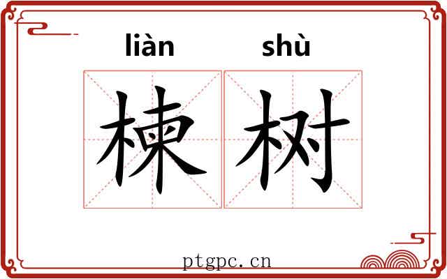 楝树 楝树