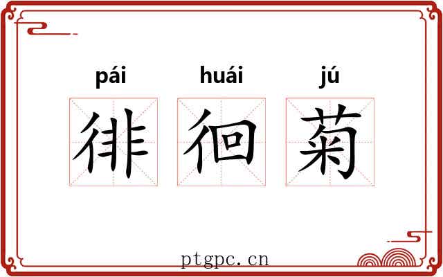 徘徊菊