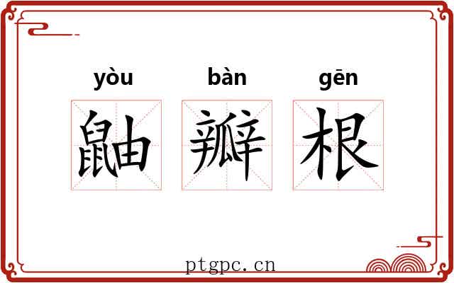 鼬瓣根 鼬瓣根