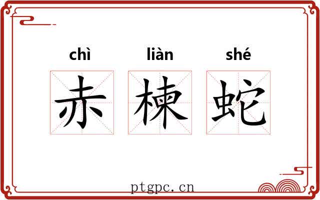 赤楝蛇 赤楝蛇