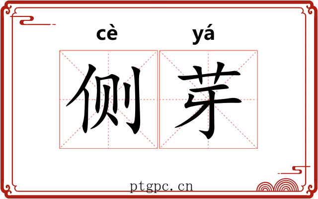 侧芽