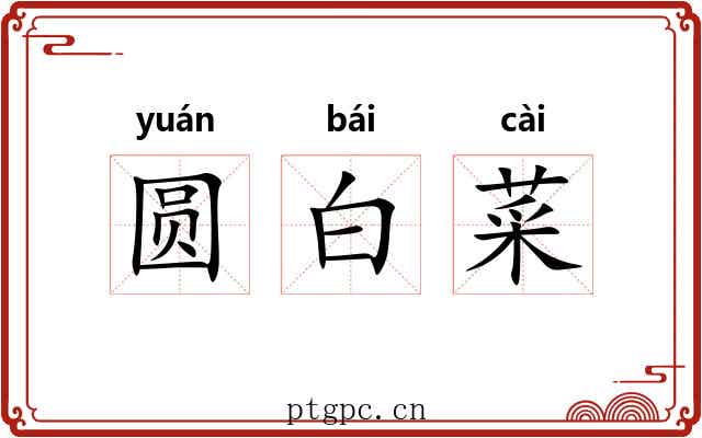 圆白菜