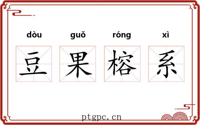 豆果榕系 豆果榕系