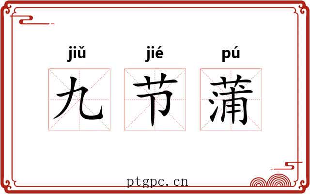 九节蒲 九节蒲