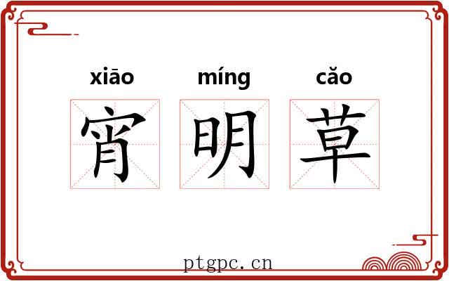 宵明草