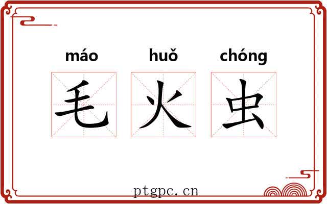 毛火虫 毛火虫
