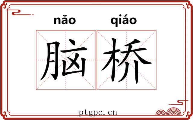 脑桥 脑桥