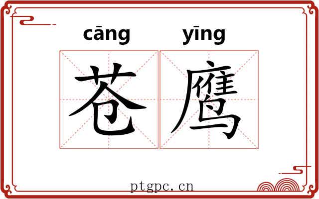 苍鹰 苍鹰