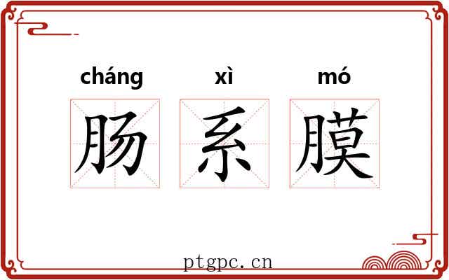 肠系膜 肠系膜