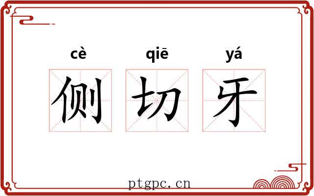 侧切牙 侧切牙