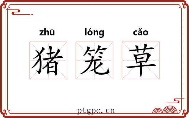 猪笼草 猪笼草