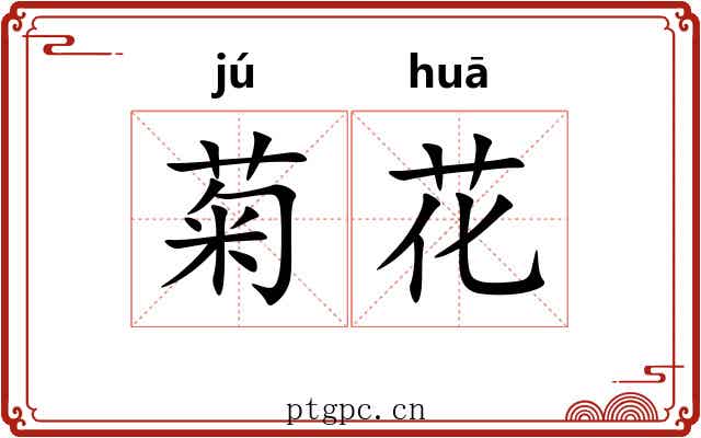 菊花 菊花