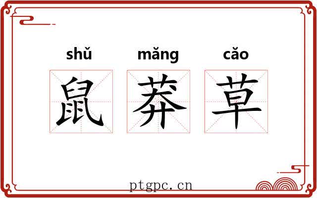 鼠莽草