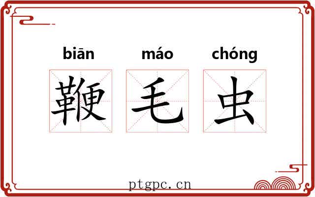 鞭毛虫 鞭毛虫