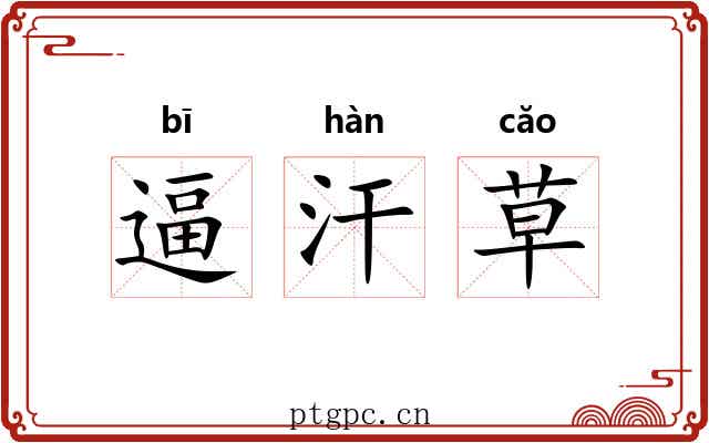逼汗草