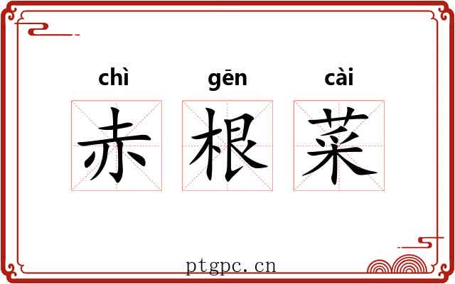 赤根菜 赤根菜