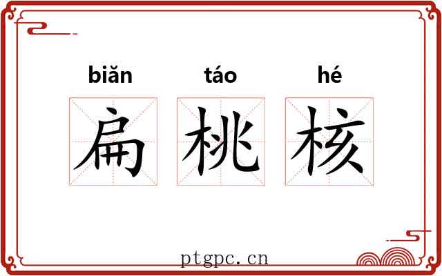 扁桃核 扁桃核