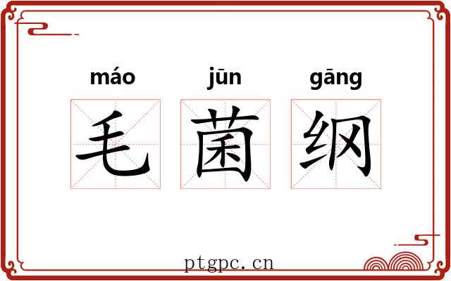 毛菌纲