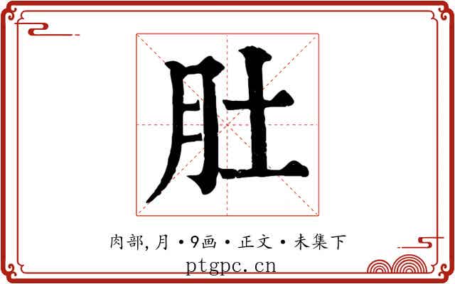 肚