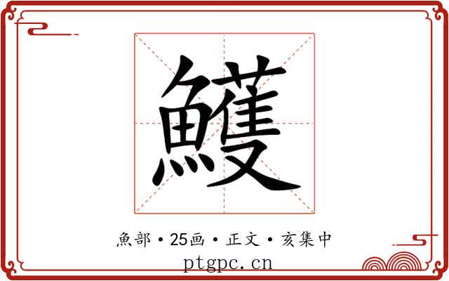 鱯