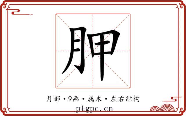 胛 胛