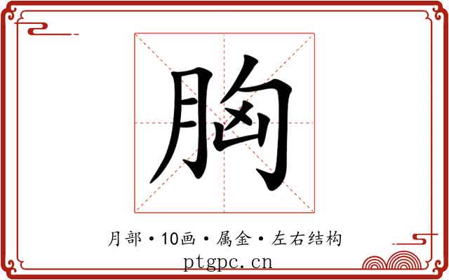 胸 胸