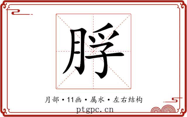 脬 脬