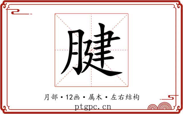 腱 腱